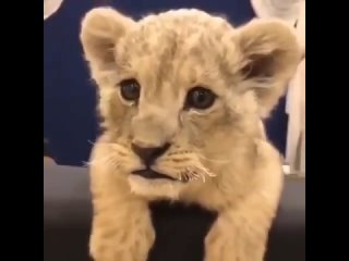 lion cub tries to roar